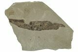 Eocene Fossil Leaf (Oreopanax) - Insect Predation! #331873-1